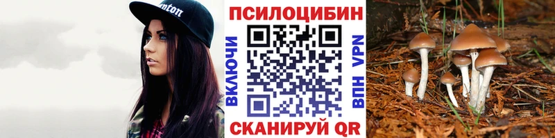 Купить где  Красный Холм  Галлюциногенные грибы Psilocybe 